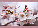 桜の壁紙
